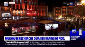 Mulhouse: la ville recherche déjà des sapins pour son marché de Noël