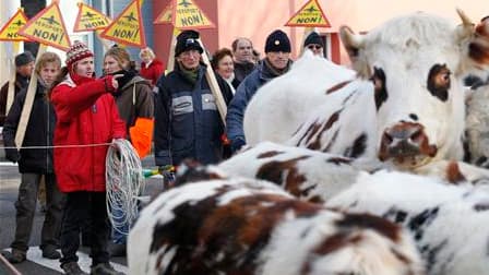 A Notre-Dame-des-Landes, en Loire-Atlantique, où des agriculteurs ont fait brièvement stationner un troupeau d'une quinzaine de boeufs devant la mairie, pour manifester leur opposition au projet d'aéroport dans cette commune. Six opposants au projet ont p