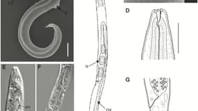 Un ver microscopique découvert dans le pergélisol que des chercheurs sont parvenus à ressusciter 