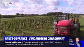 Les premières vendanges de Chardonnay made in Hauts-de-France