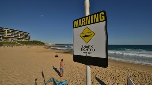 Une jeune touriste française a réchappé à une attaque de requin en Nouvelle-Zélande