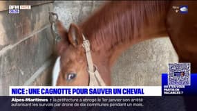 Nice: une cagnotte pour sauver un cheval