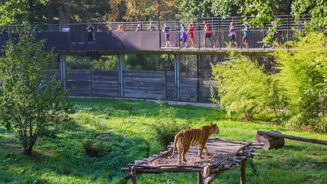 "Thoiry Wild Race": on a testé de courir en plein milieu du zoo de Thoiry