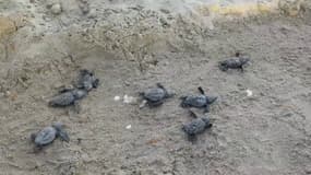 Ces 60 bébés tortues sont nés sur une plage française... et c'est une première 