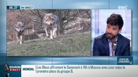 Le loup "en expansion rapide" en France