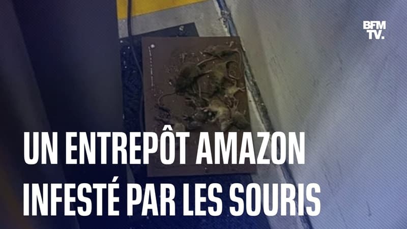 Un entrepôt Amazon est infesté par les souris