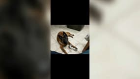 Le chien de Thierry est mort empoisonné sur son terrain de La Fare-les-Oliviers.