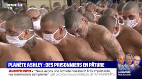 Des prisonniers en pâture - 07/09