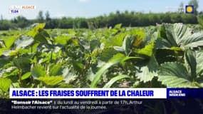 En Alsace, les fraises souffrent de la chaleur