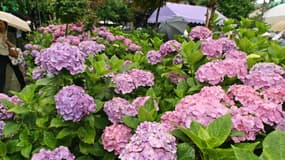 Depuis quelques semaines, les vols de pieds d'hortensias se multiplient dans le Pas-de-Calais.