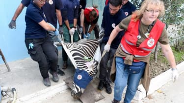 Un zèbre du "zoo de l'enfer" évacué ce dimanche 28 octobre.
