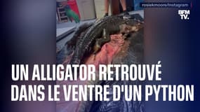 Un alligator retrouvé dans le ventre d’un python en Floride
