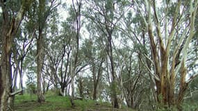 De l'or a été trouvé dans des feuilles d'eucalyptus en Australie (Photo d'illustration)