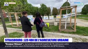 Strasbourg: le festival des 48h de l'agriculture urbaine se tient tout le week-end