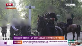 Chasse à courre: un cerf, acculé, se jette dans l'Oise 