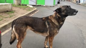 Des chiens renifleurs pour détecter le Covid, une expérimentation lancée en Ile-de-France 