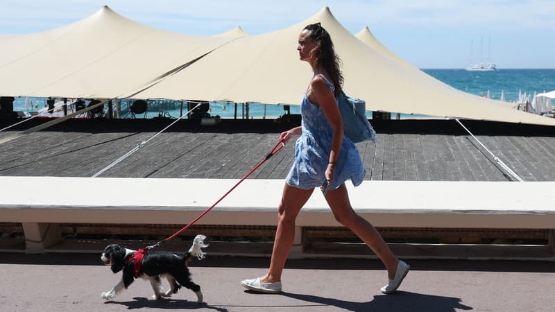 La personne chargée de leur garde "disait s'être endormie": le fondateur de l'ONG YouCare raconte le sauvetage de deux chiens bloqués dans une voiture sous la canicule à cause