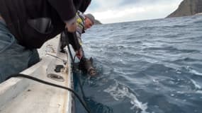 Sanglier secouru en mer par des pêcheurs de La Ciotat le samedi 25 janvier 2024 dans la matinée