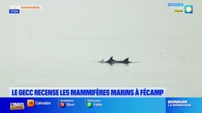 Un groupe d'étude recense les mammifères marins au large de Fécamp
