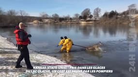 Le sauvetage glacé d'une biche tombée dans un lac américain