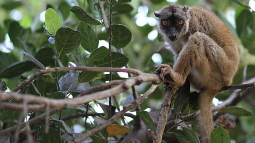 Les makis, de la famille des lémuriens devra être protégé et nourri à Mayotte.