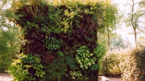 Le mur végétal, aussi utilisé comme potager