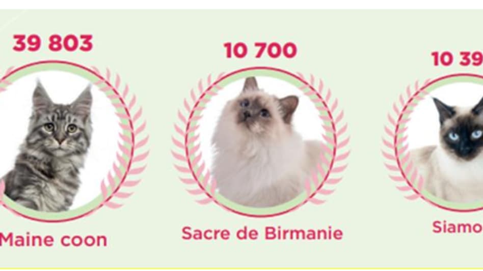 Les races de chat les plus représentées en France, en 2023, selon les données I-CAD révélées le 16 mai 2024.