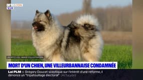 Villeurbanne: une femme condamnée après la mort de son chien, laissé deux mois seul dans son appartement