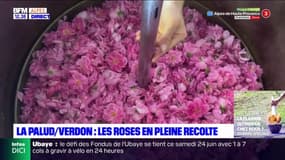 Alpes-de-Haute-Provence: les roses en pleine récolte à La Palud-sur-Verdon
