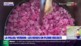 Alpes-de-Haute-Provence: les roses en pleine récolte à La Palud-sur-Verdon