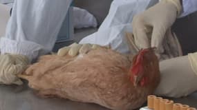 Des biologistes se sont vivement alarmés vendredi des travaux "dangereux" menés par des scientifiques chinois qui ont créé un virus hybride de la grippe aviaire