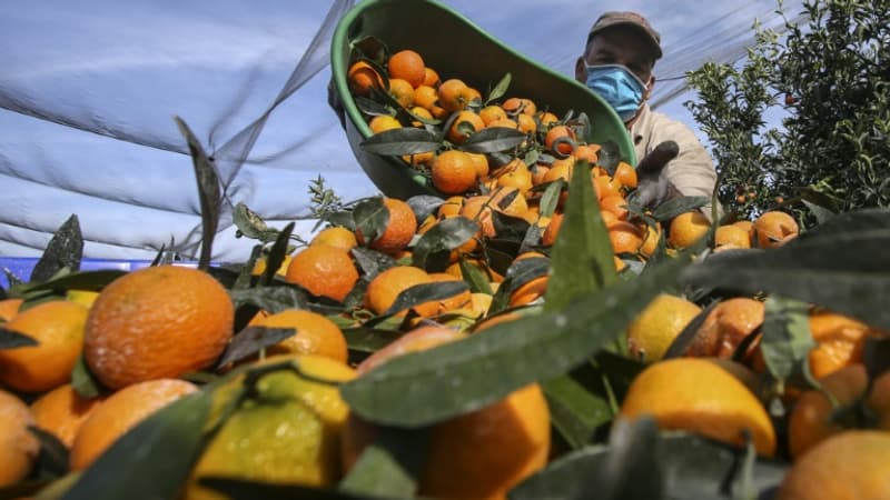 1200 saisonniers marocains attendus en Corse pour la récolte des clémentines