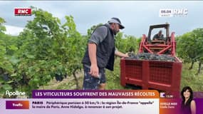 Les viticulteurs souffrent des mauvaises récoltes