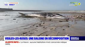 Baleine échouée: "des parties" du cétacé retrouvées sur la plage à Saint-Valery-en-Caux, la baignade interdite