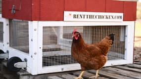 Une poule devant un poulailler portable dans une ferme où elles sont élevées dans le cadre du service "Rent The Chicken", à Agua Dulce en Californie, le 21 avril 2025 (photo d'illustration).