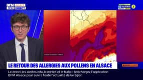 Alsace: les pollens sont de retour