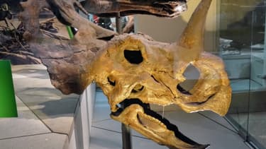 Un crâne de Centrosaurus. (illustration)