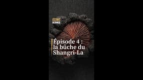 Episode 4: La bûche du Shangri-La