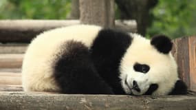 Un panda dans son habitat naturel en Chine