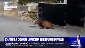 Un cerf se réfugie sur un chantier de Compiègne après une chasse à courre