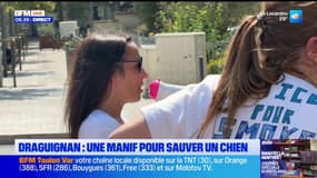 Draguignan : une manifestation pour sauver un chien