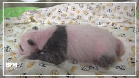 Né à Tokyo, ce bébé panda se porte comme un charme