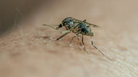 Transpiration, fièvre, tant de facteurs attirent les moustiques