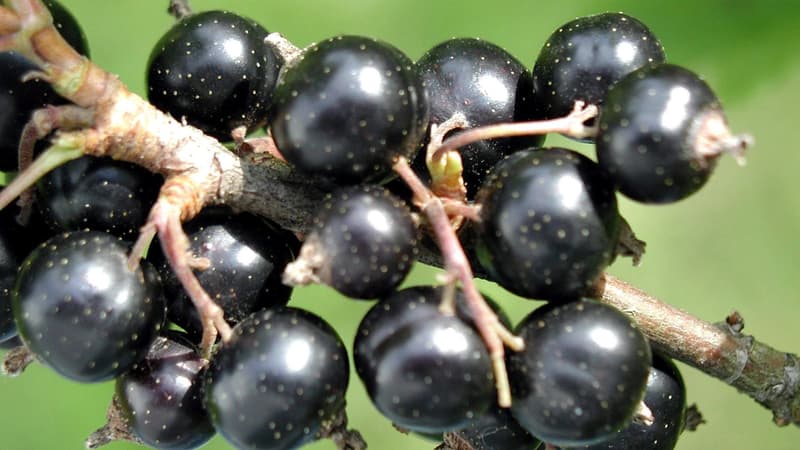 Les producteurs de cassis ont des contrats pluriannuels avec les industriels.