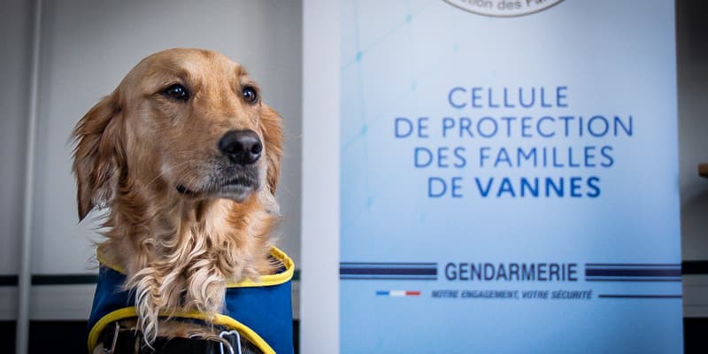 Rumba, la première chienne qui intègre la cellule de protection des familles de la gendarmerie à Vannes (Morbihan).