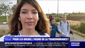 En Haute-Garonne, la transhumance des brebis attire des spectateurs 