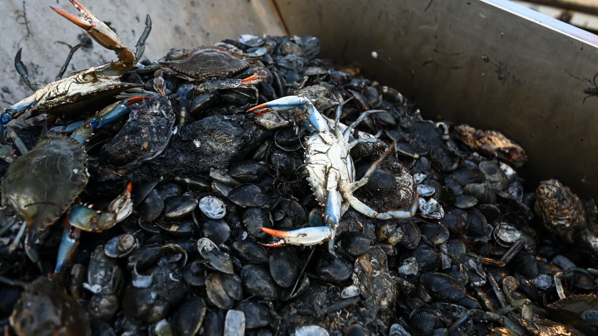 Des crabes bleus parmi des coquilles de palourdes sur un bateau de pêcheur, le 11 août 2023 dans la lagune de Scardovari (Italie).