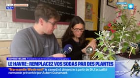 Le Havre: des plantes pour remplacer vos sodas ?
