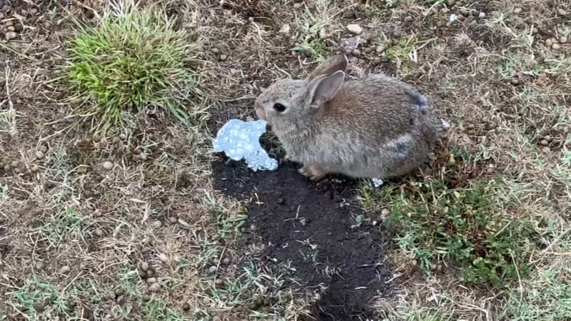 Un lapin dans le jardin des Invalides (image d'illustration).