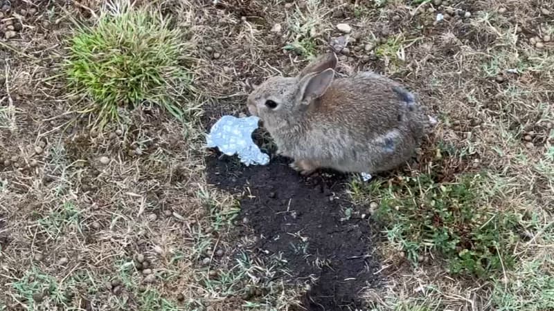 Un lapin dans le jardin des Invalides (image d'illustration). 